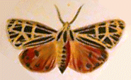 Tiger Moth QuickTake Image 1