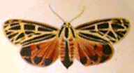 Tiger Moth QuickTake Image 2