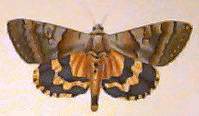 Catocala Moth QuickTake Image 1