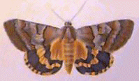 Catocala Moth QuickTake Image 2