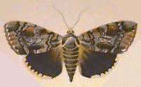Catocala Moth QuickTake Image 2