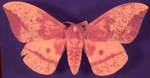 Imperial Moth QuickTake Image