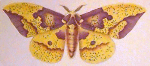 Imperial moth illustration