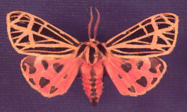 Tiger Moth QuickTake Image 3