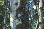 C.relicta on birch scar/far