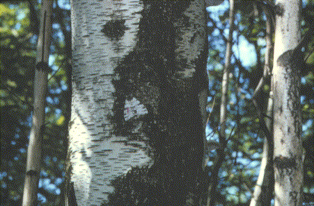 C.relicta on birch scar/close